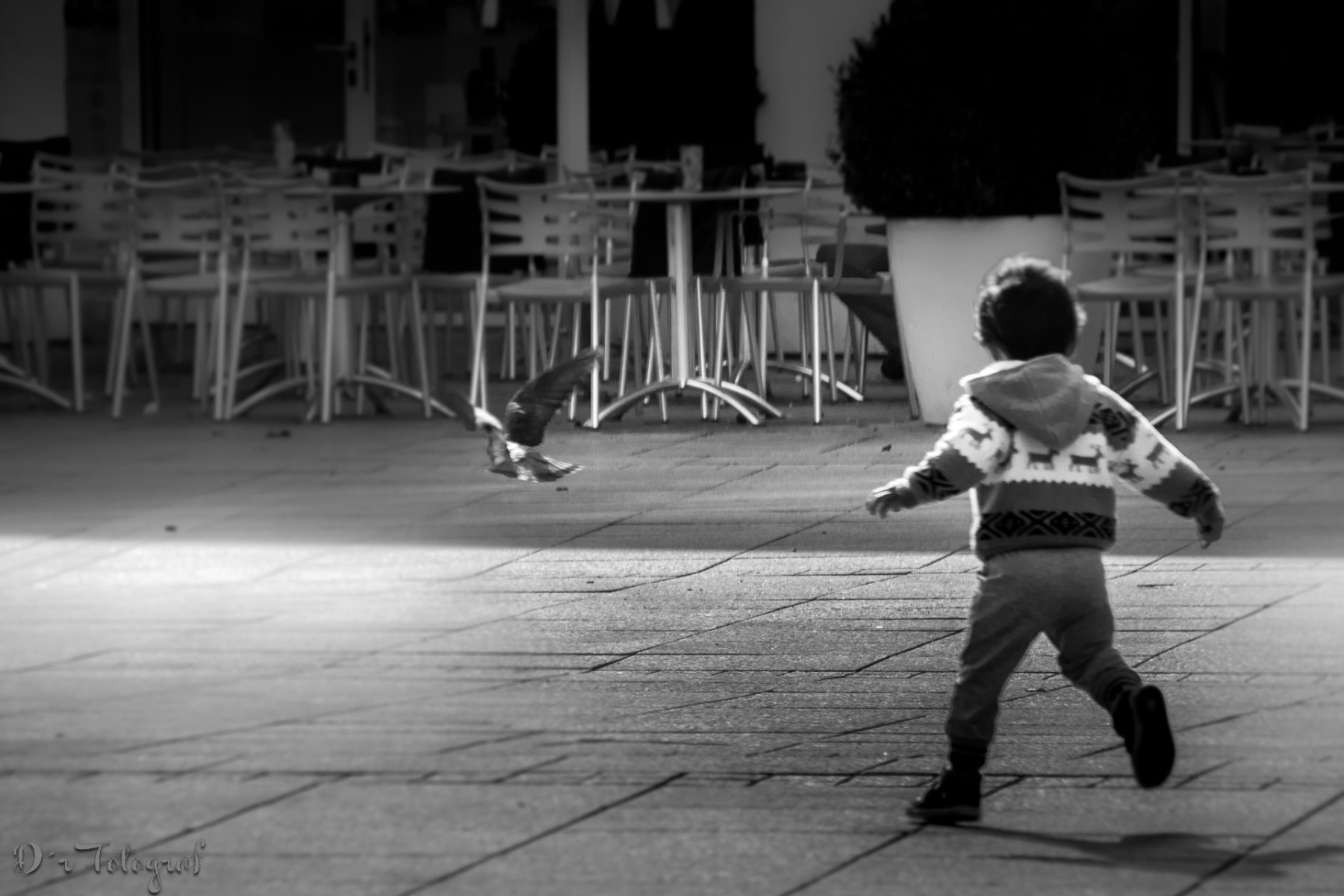 Pigeon chasing