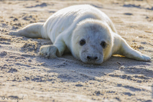 Robben auf Helgoland